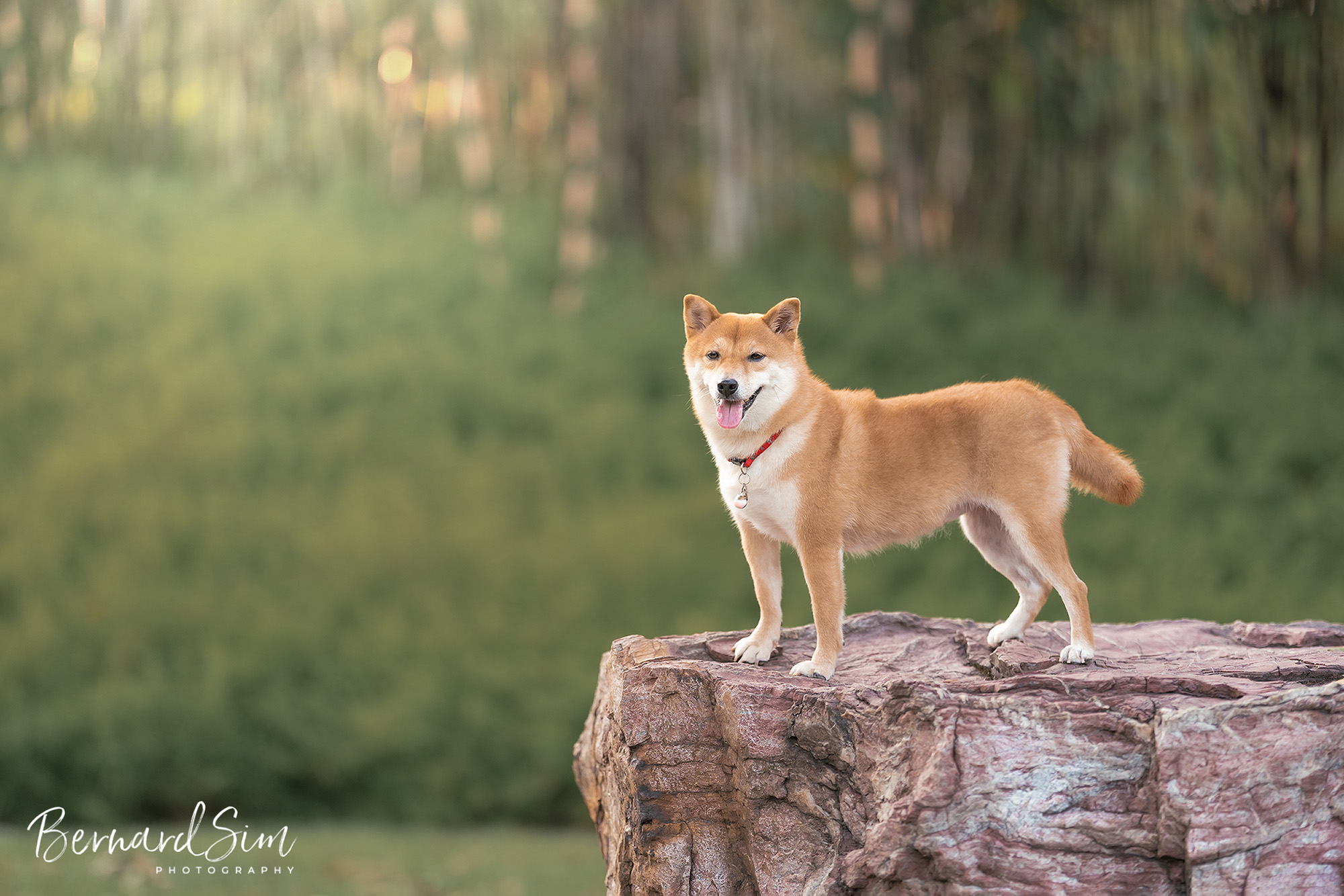 Winner small image - Magicdow Photography